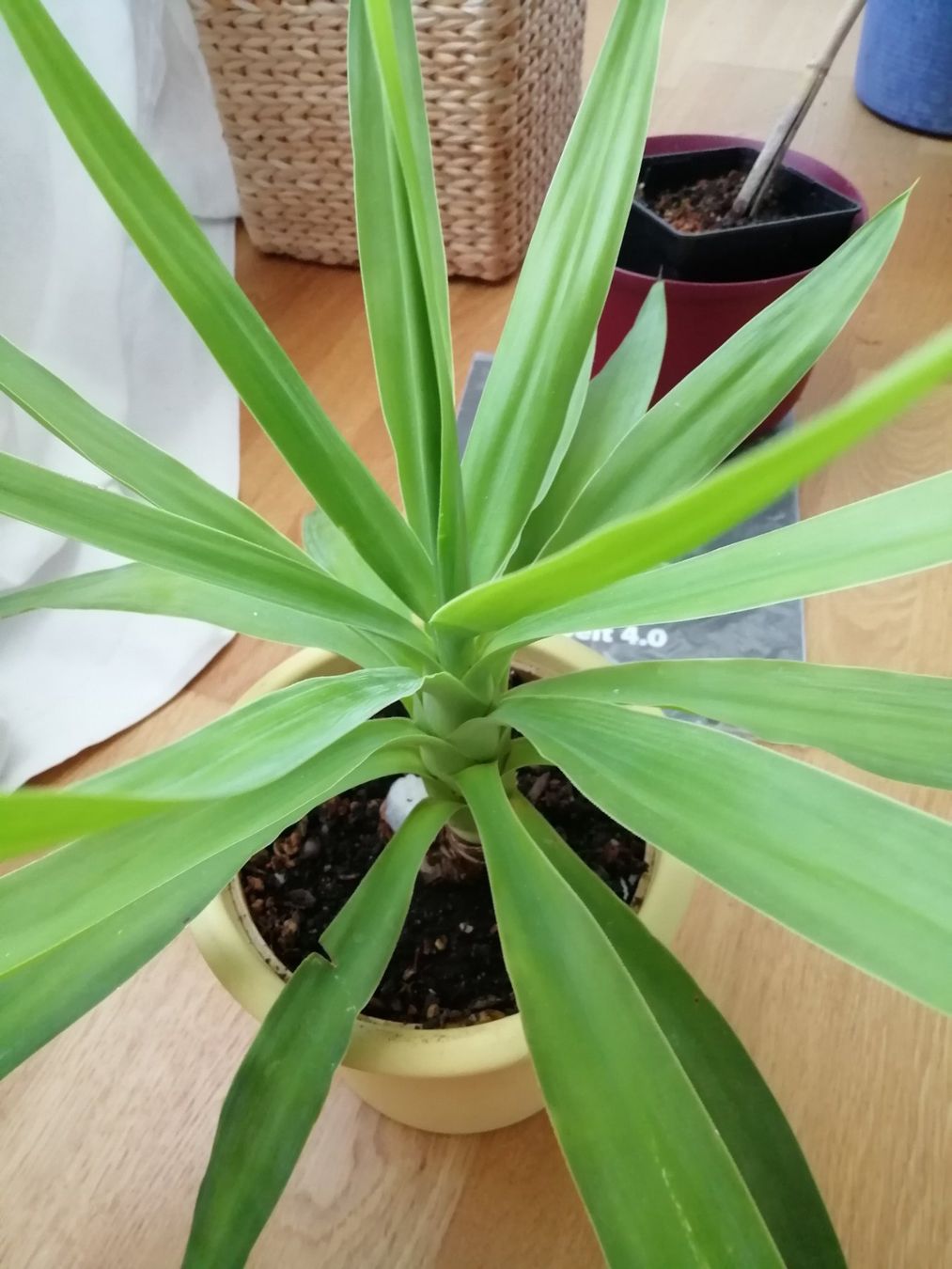 Piante & sementi: Yucca Zimmerpflanze – Usato da Windisch venduto da mer_6cjk 1