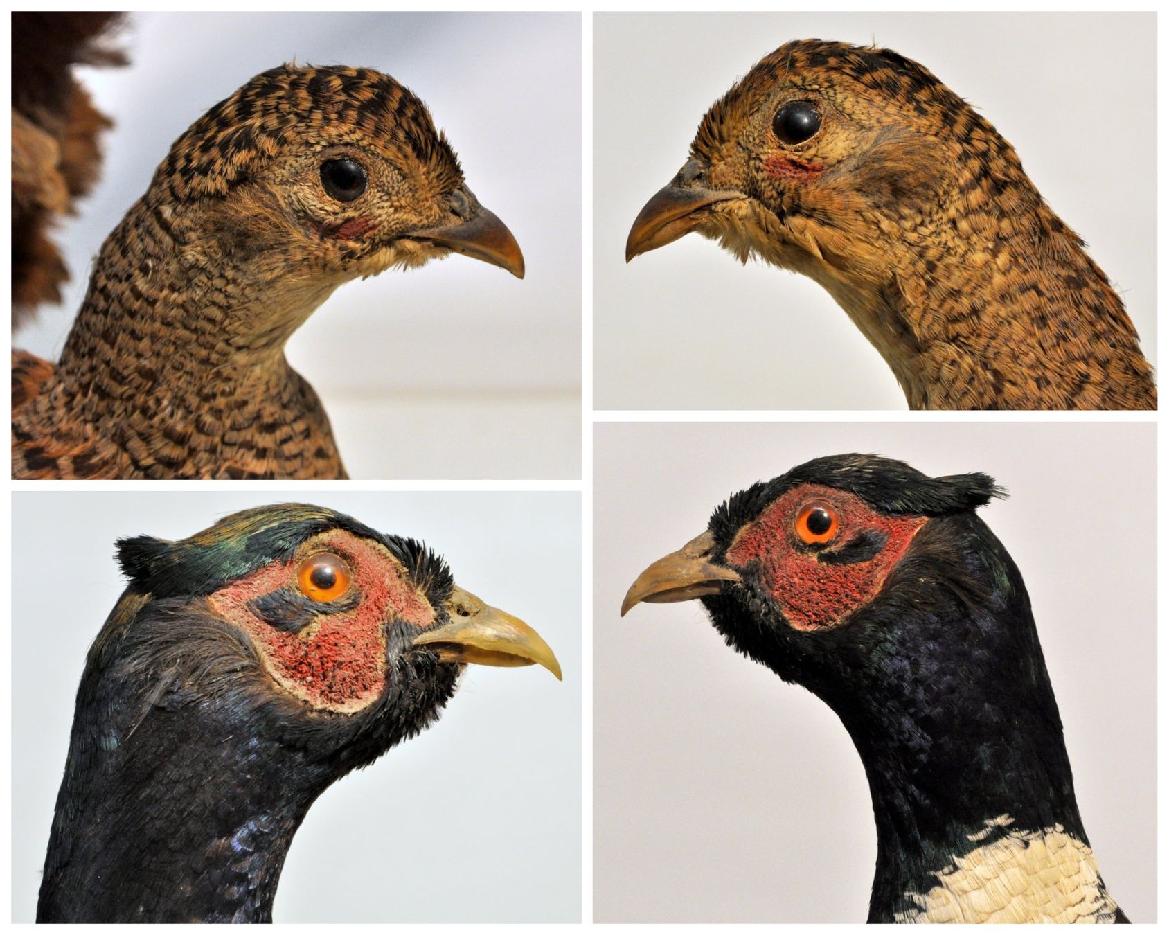 Il mondo degli animali: Couple de faisans naturalisés – Usato da Neuchâtel venduto da Neuchatel 4