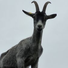 Profile image of Paskal19