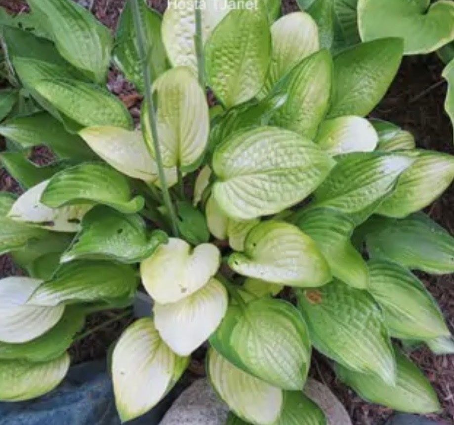 Piante & sementi: Hosta Janet – Usato da Lajoux JU venduto da Briard0 2