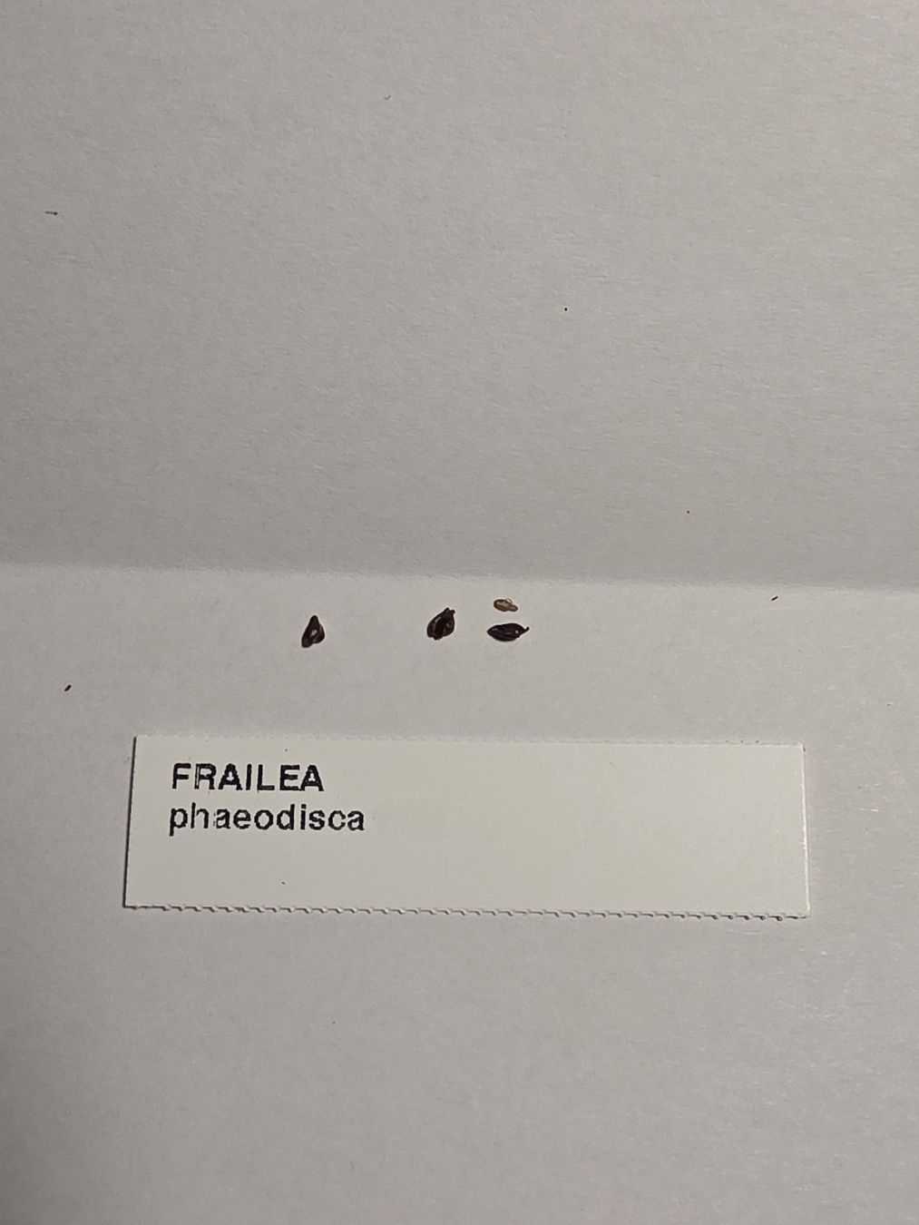 Piante & sementi: Kaktussamen / Frailea phaeodisca – Nuovo (secondo la descrizione) da Gerolfingen venduto da Azora 1