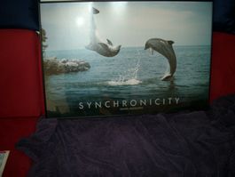 Delfinbild