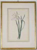 LAST CHANCE! Antiker botanischer Stich Amaryllis W. Clark LU