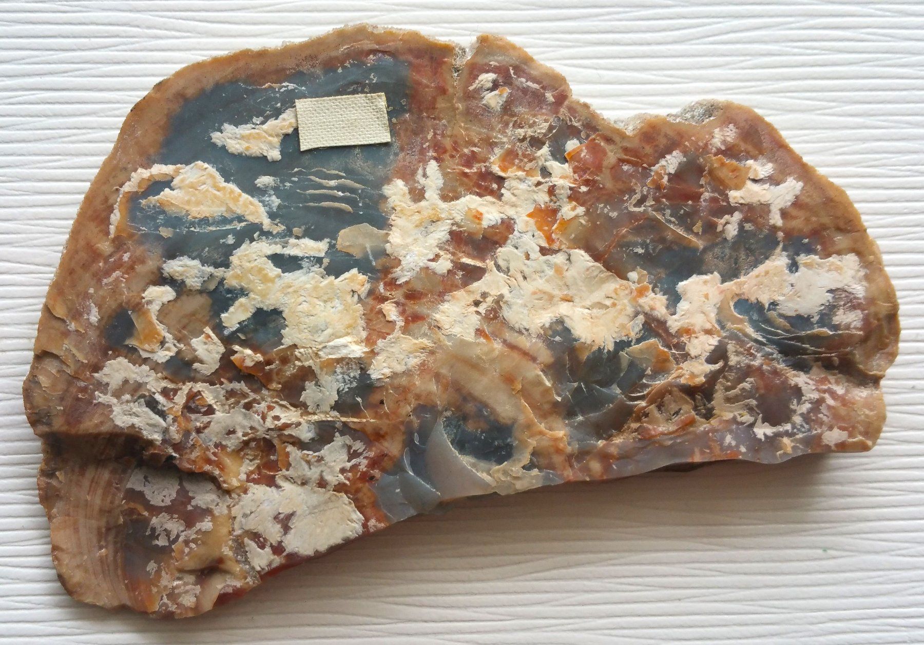 Fossili: Versteinertes Holz, ca. 11 x 7 cm – Usato da Oberriet SG venduto da ganesh435 2