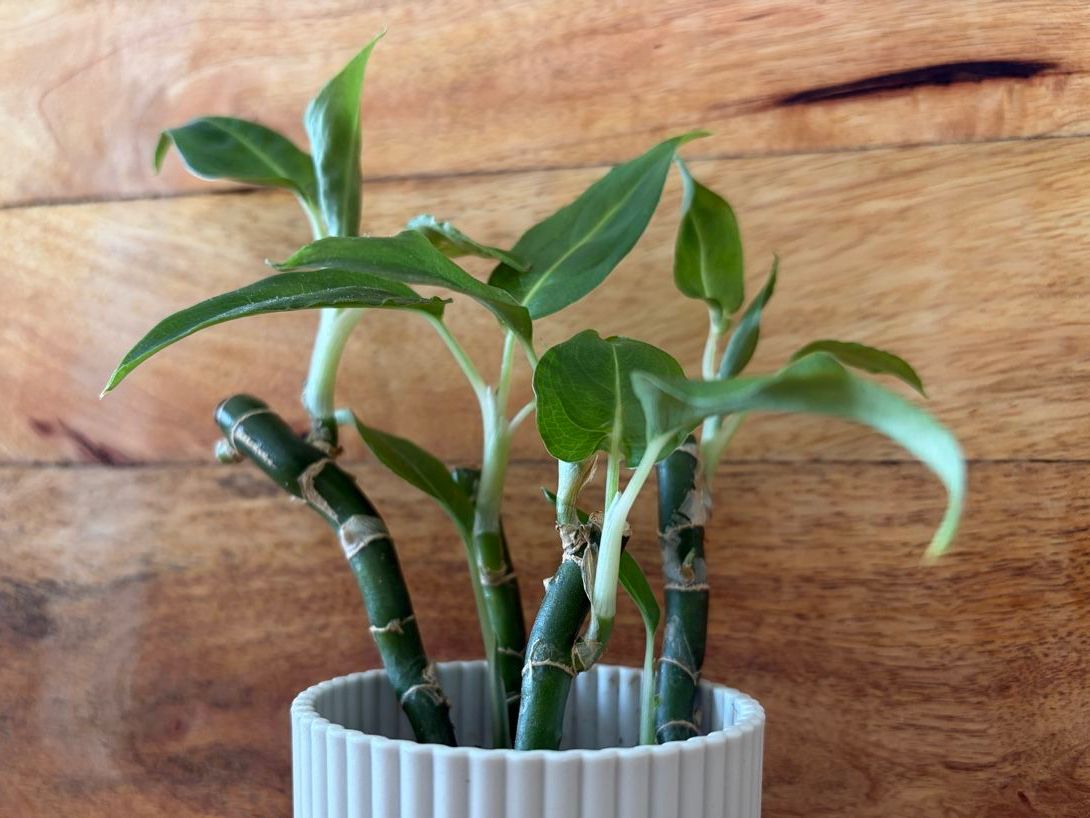 Plantes & graines: Diffenbachia im Übertopf – D'occasion à Baar par annasorbian 3