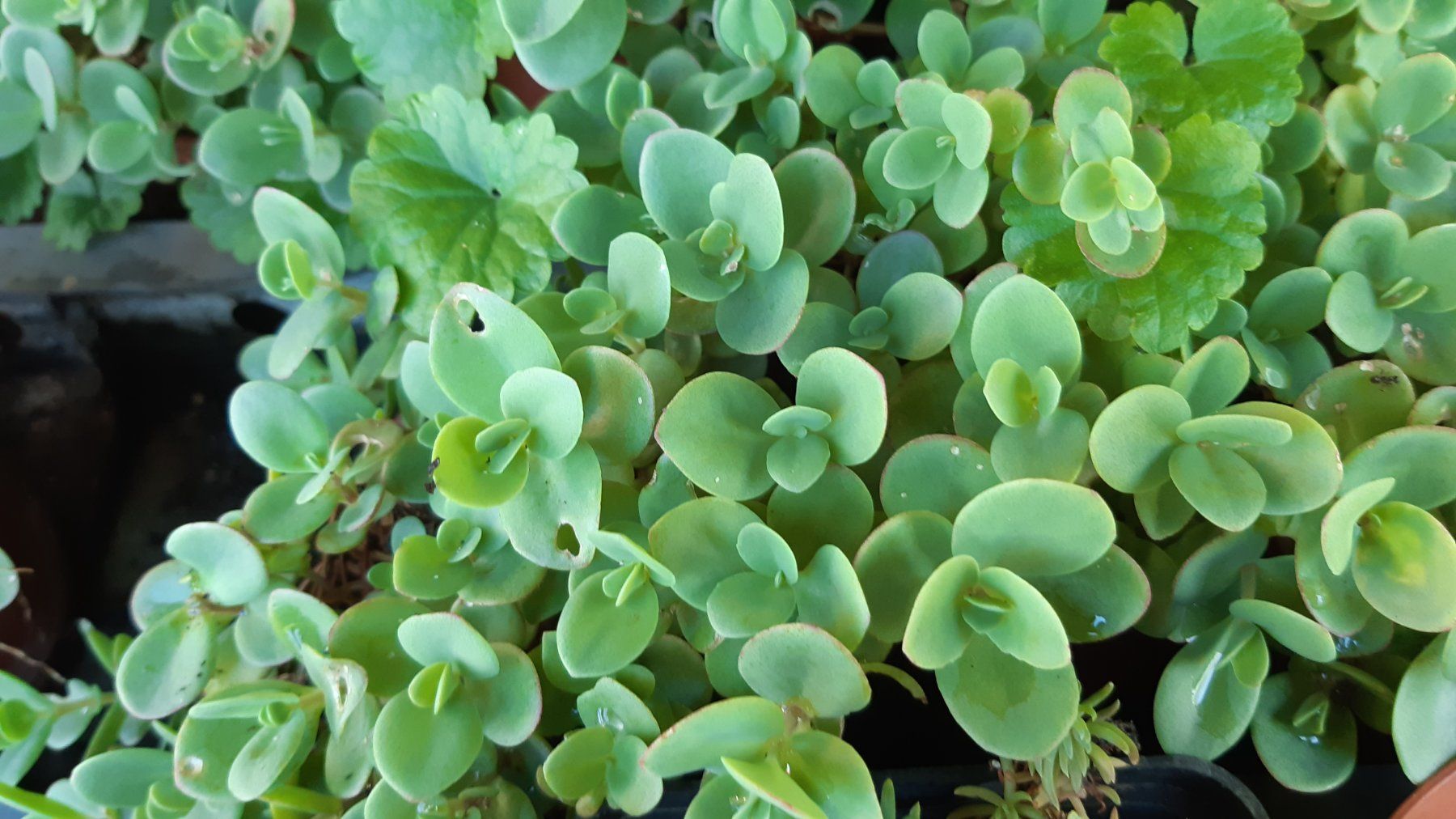 Plantes & graines: mini sedum Bodendecker-1 töpfchen mit 5 Ableger – Neuf (Voir description) à Ibach par chaemilochhobbygarte 3