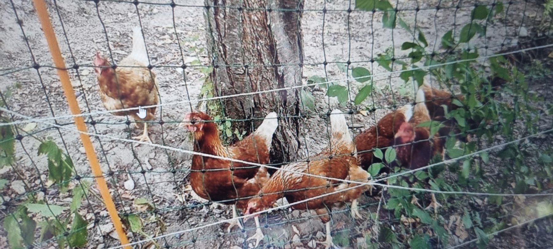 Cages, transport & sécurité: Hühnerhaus – D'occasion à egliswil par Maggy6 2