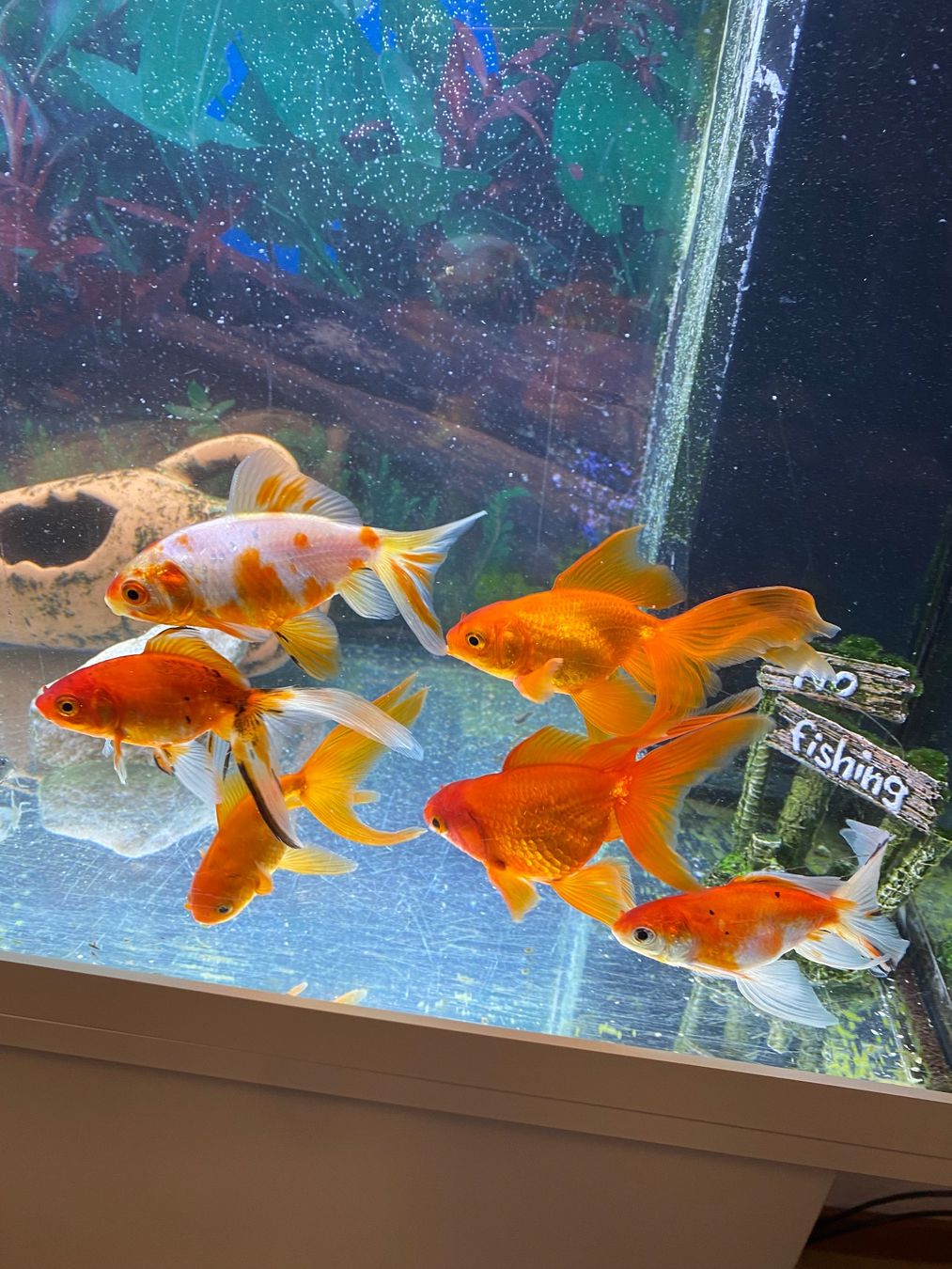 Juwel Acquari: Aquarium fish tank – Usato da Bonstetten venduto da Kai14 3