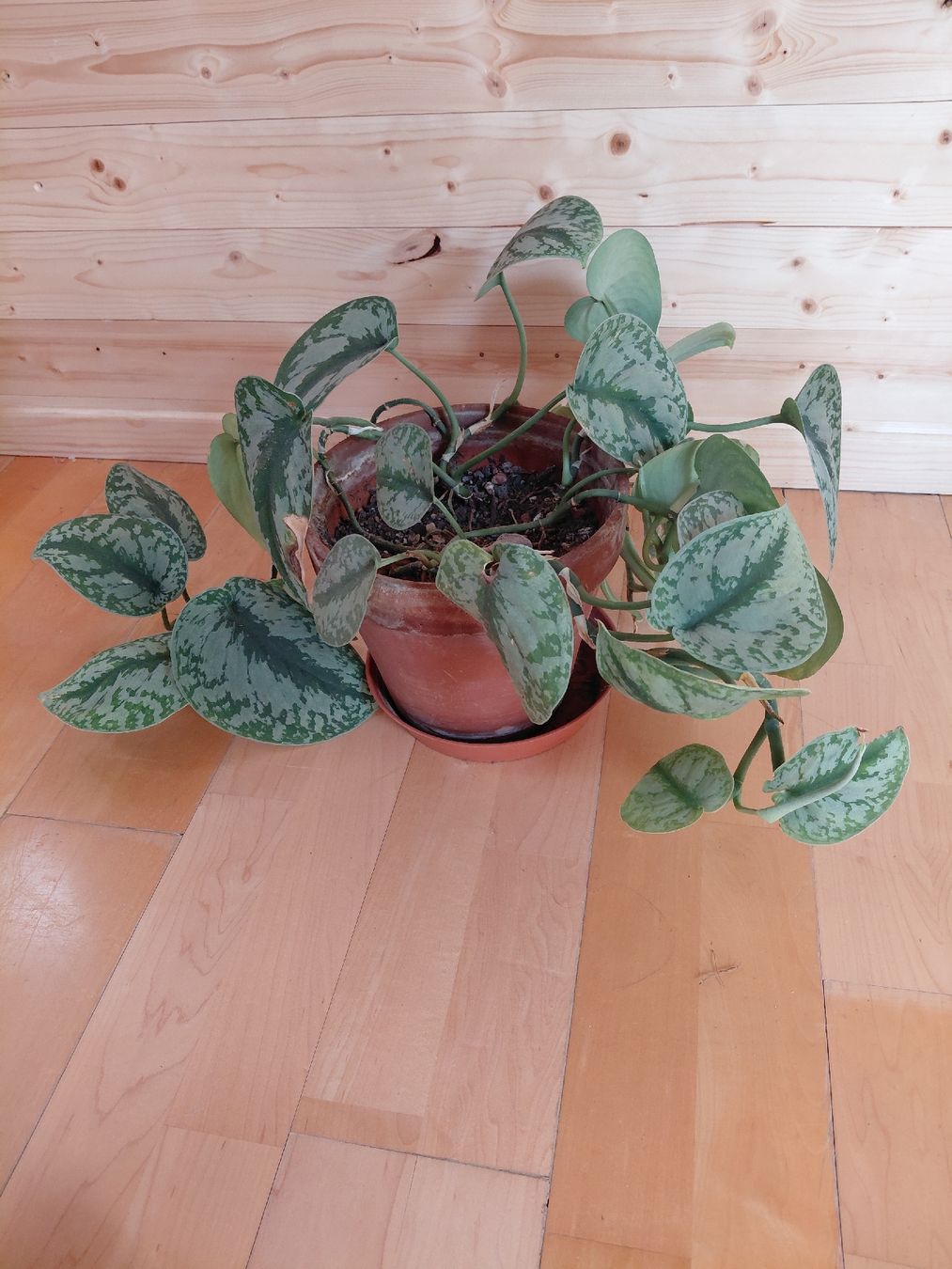 Pflanzen & Samen: satin photos plante intérieur – Neu (gemäss Beschreibung) aus Biel/Bienne von myl_r8fx