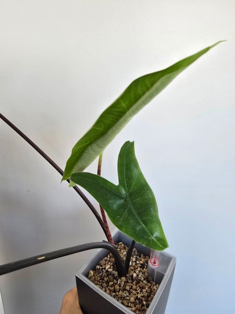 Piante & sementi: Alocasia Black Zebrina – Usato da Nidau venduto da lena_yellow 6