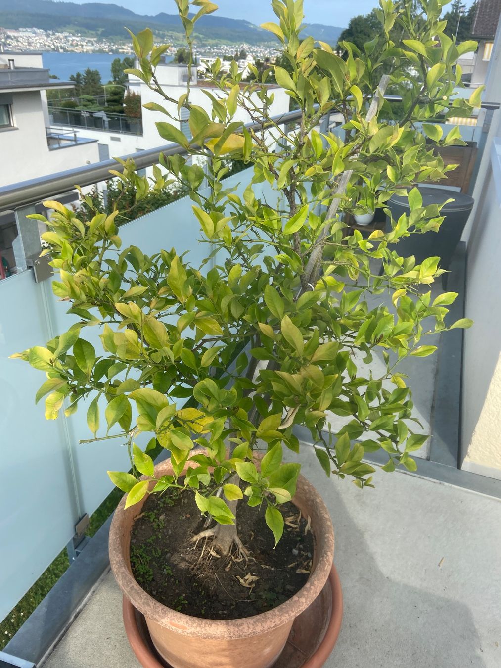 Piante & sementi: Zitronenbaum – Usato da Meilen venduto da rowland534 1