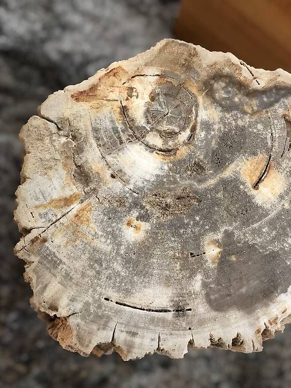 Tavoli: Beistelltisch / Petrified Wood – Nuovo (secondo la descrizione) da Bülach venduto da hel_cn52 1