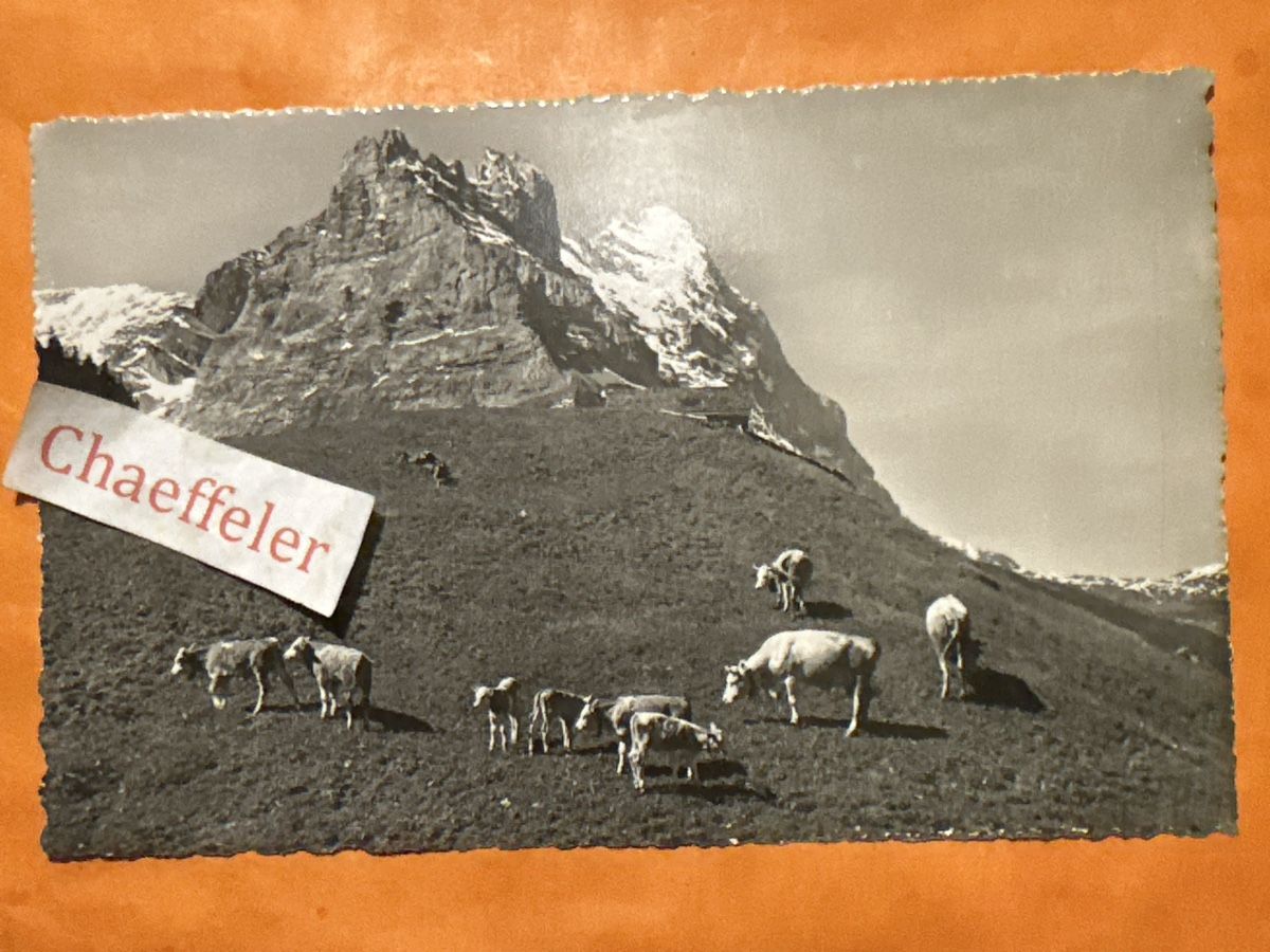 Ansichtskarten: 1963 Grindelwald mit Eiger – Gebraucht aus Zürich von Chaeffeler
