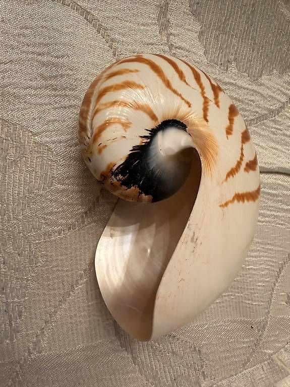 Foto & Immagini: Glasbild mit Original Nautilus Muschel – Usato da Weggis venduto da urs_rj7p 2