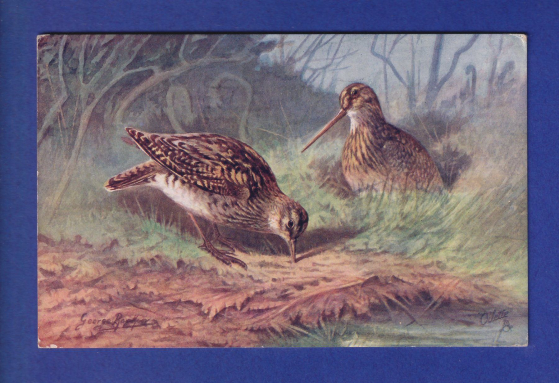 Cartes postales: OISEAU - Bécasse – D'occasion à Pully par nicecards-shop
