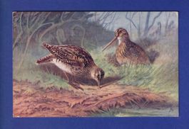 OISEAU - Bécasse