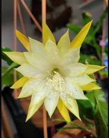 Epiphyllum blühfähig „Nacht am Kongo“ Blattkaktus Epicactus