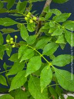 Zanthoxylum Piperitum - Szechuanpfeffer - Küchengewürz