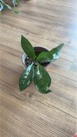 Hoya Carnosa 