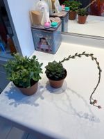 Lot 2 plantes succulentes cactus avec pot