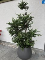 Zypresse Bonsai inkl. Topf abholen in Weissbad AI