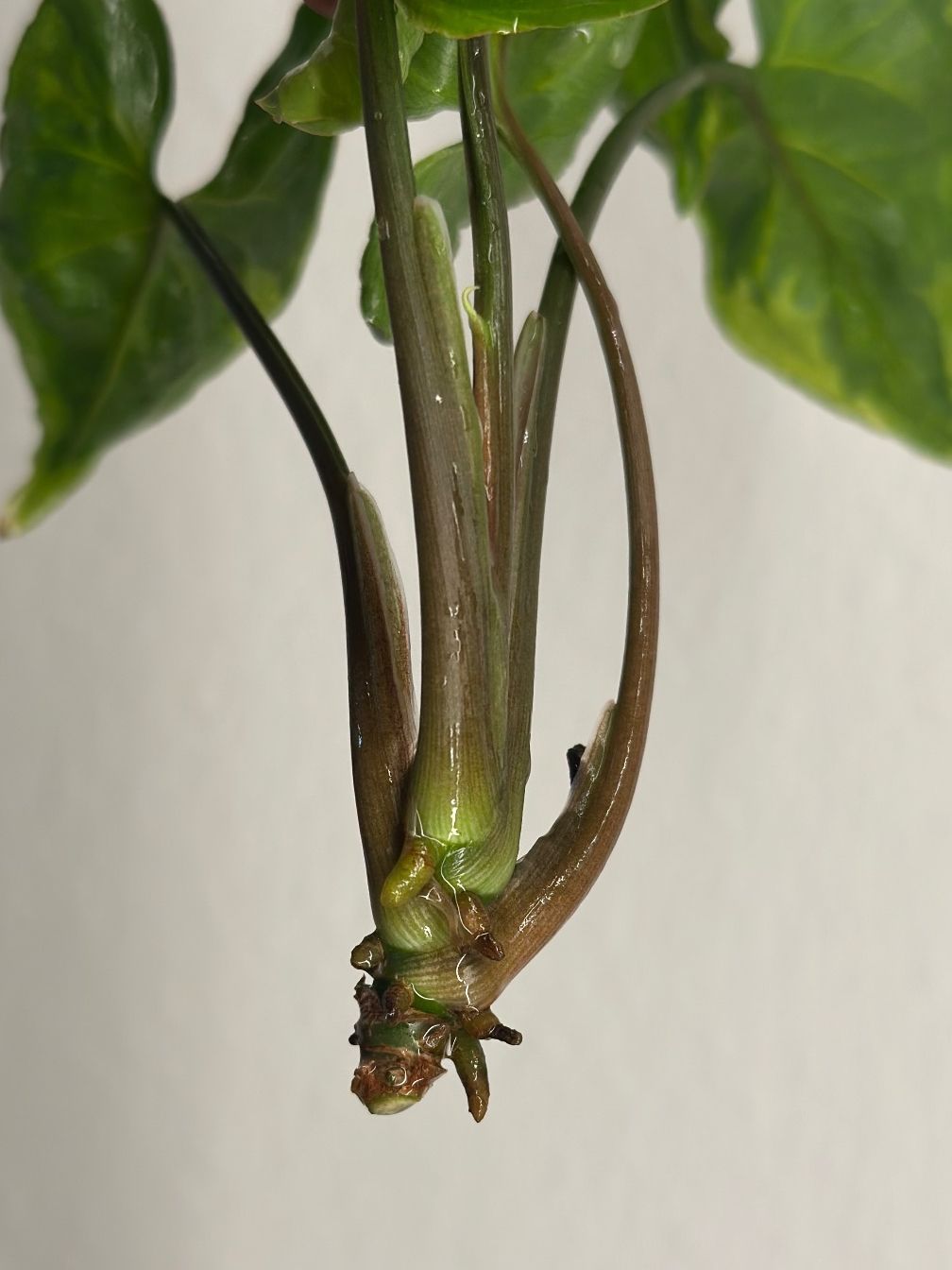 Piante & sementi: Syngonium Three Kings - Kopfstecklig #2 – Usato da Zürich venduto da ong8 2