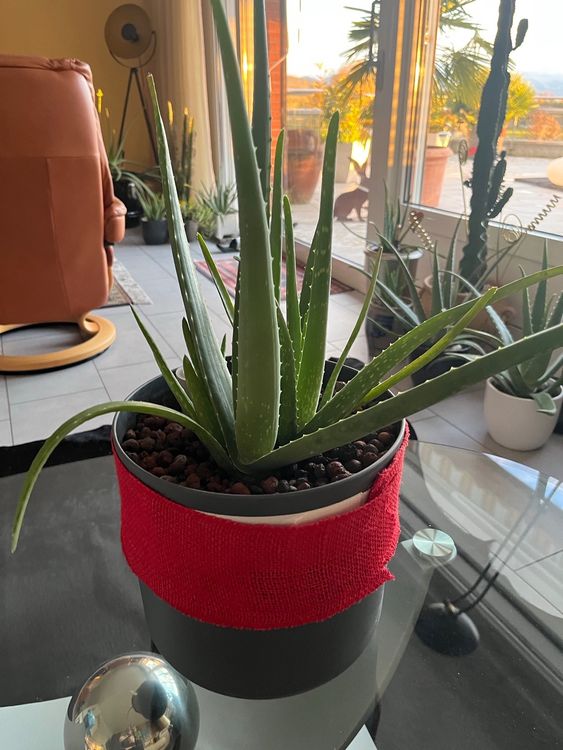 58+ Aloe Vera Hydrokultur, Yes, aloe vera can be effectively grown