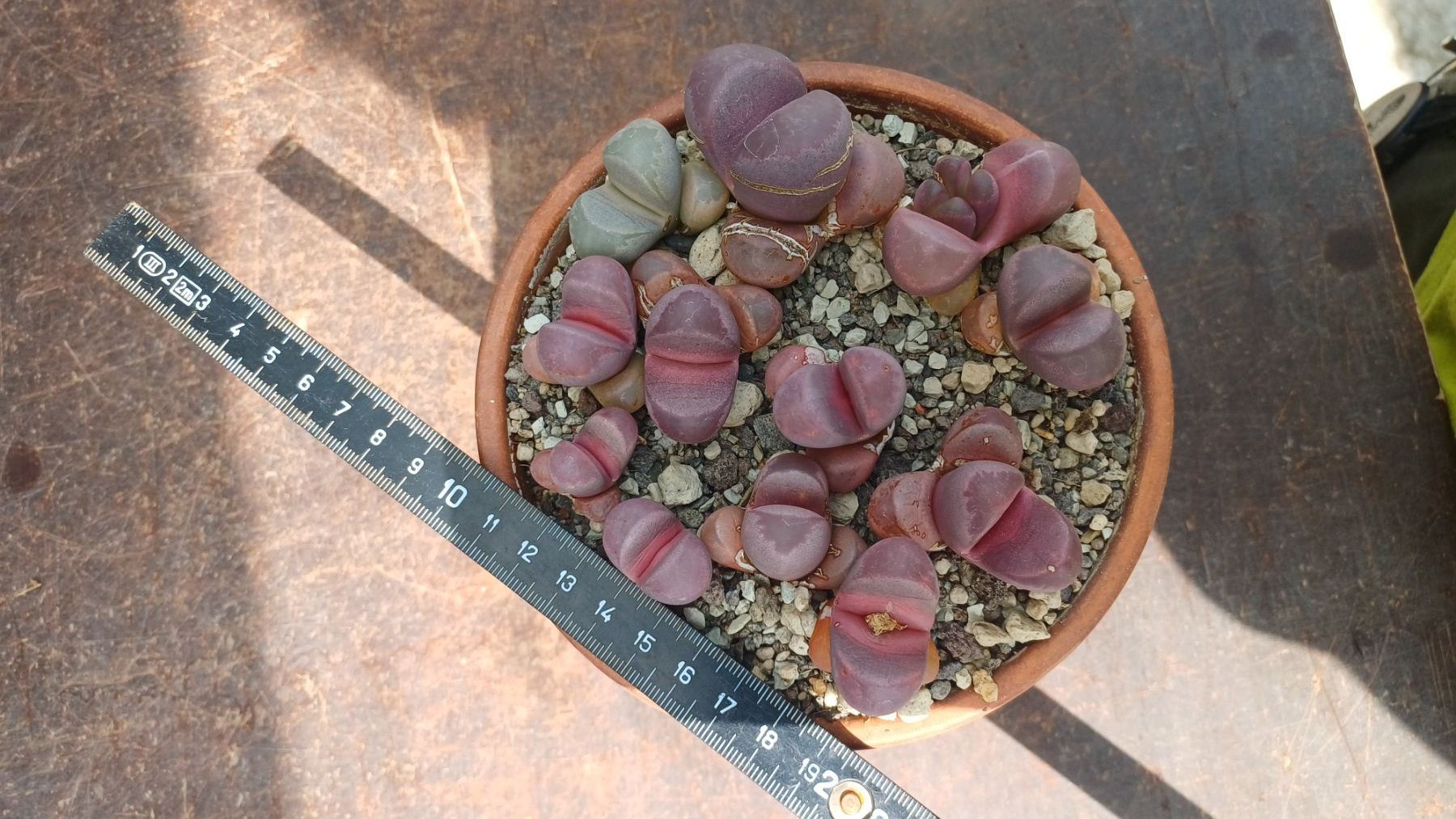Pflanzen & Samen: Lithops optica Rubra – Gebraucht aus Neftenbach von QuiQuo 1