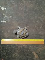 Dekorative Schildkröte mit Schmucksteinen und Goldakzenten
