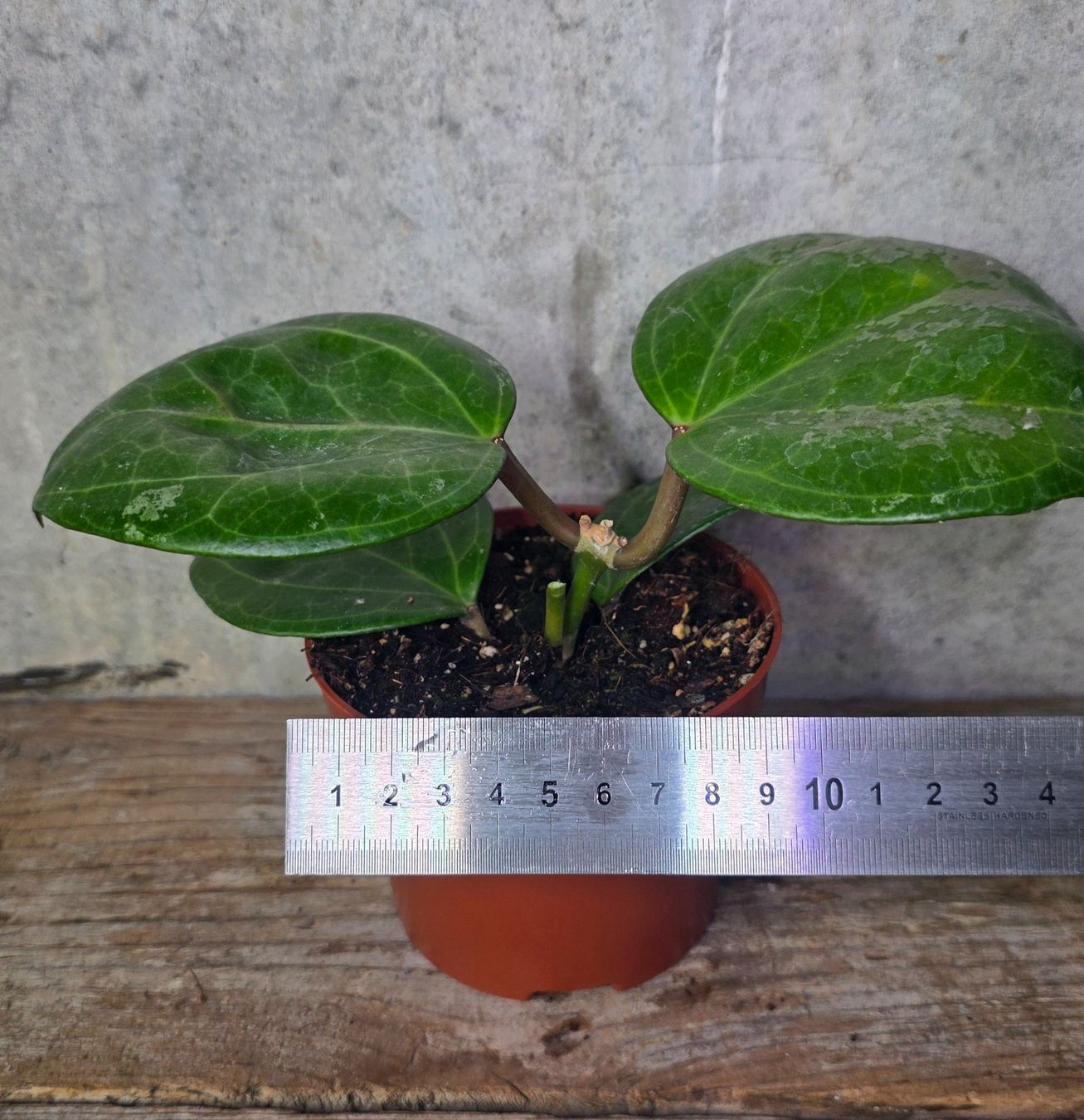 Pflanzen & Samen: Hoya  'Sarawak Cream' – Neu (gemäss Beschreibung) aus St.Erhard von Plumilandschweiz 4
