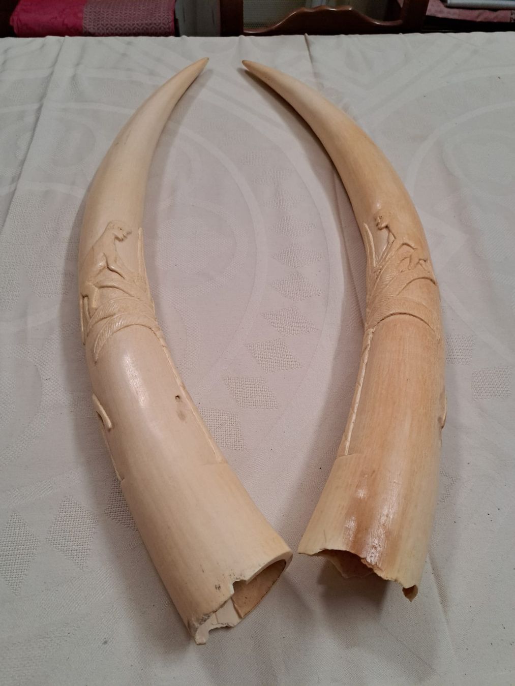Il mondo degli animali: Paire de défenses d'éléphant sculptées – Usato da Chexbres venduto da sai_wt58 5