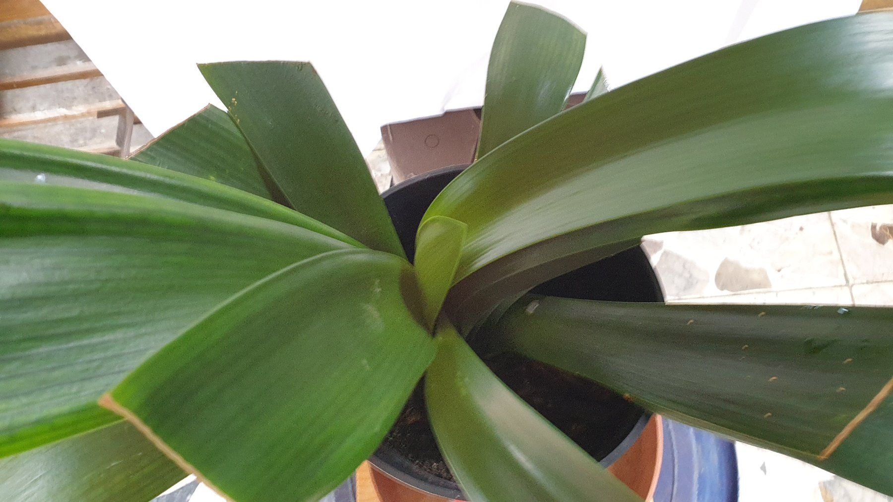 Piante & sementi: Clivia 11 Zimmerpflanze – Usato da Biel/Bienne venduto da Bormida64 2