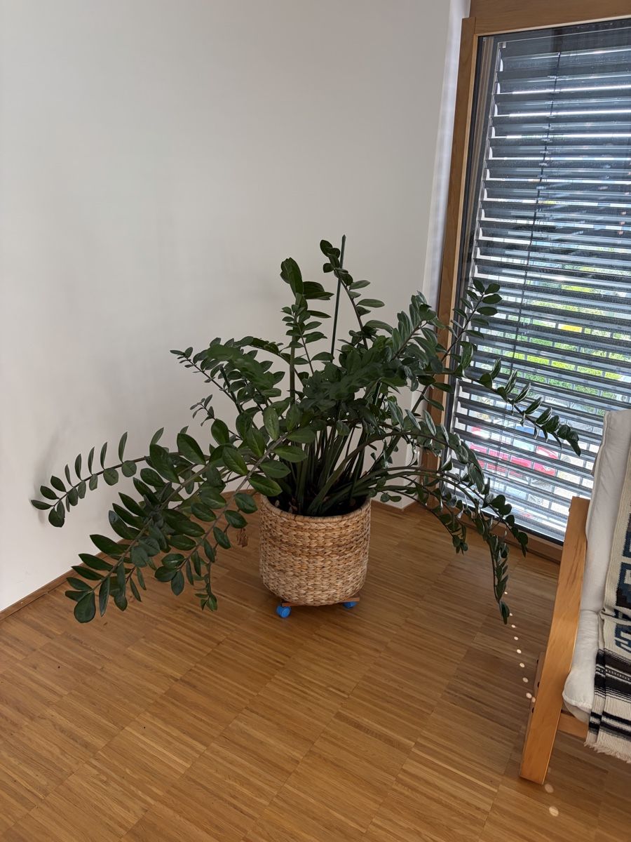 Plantes & graines: Pflanzen – D'occasion à Hirzel par Phresch 4