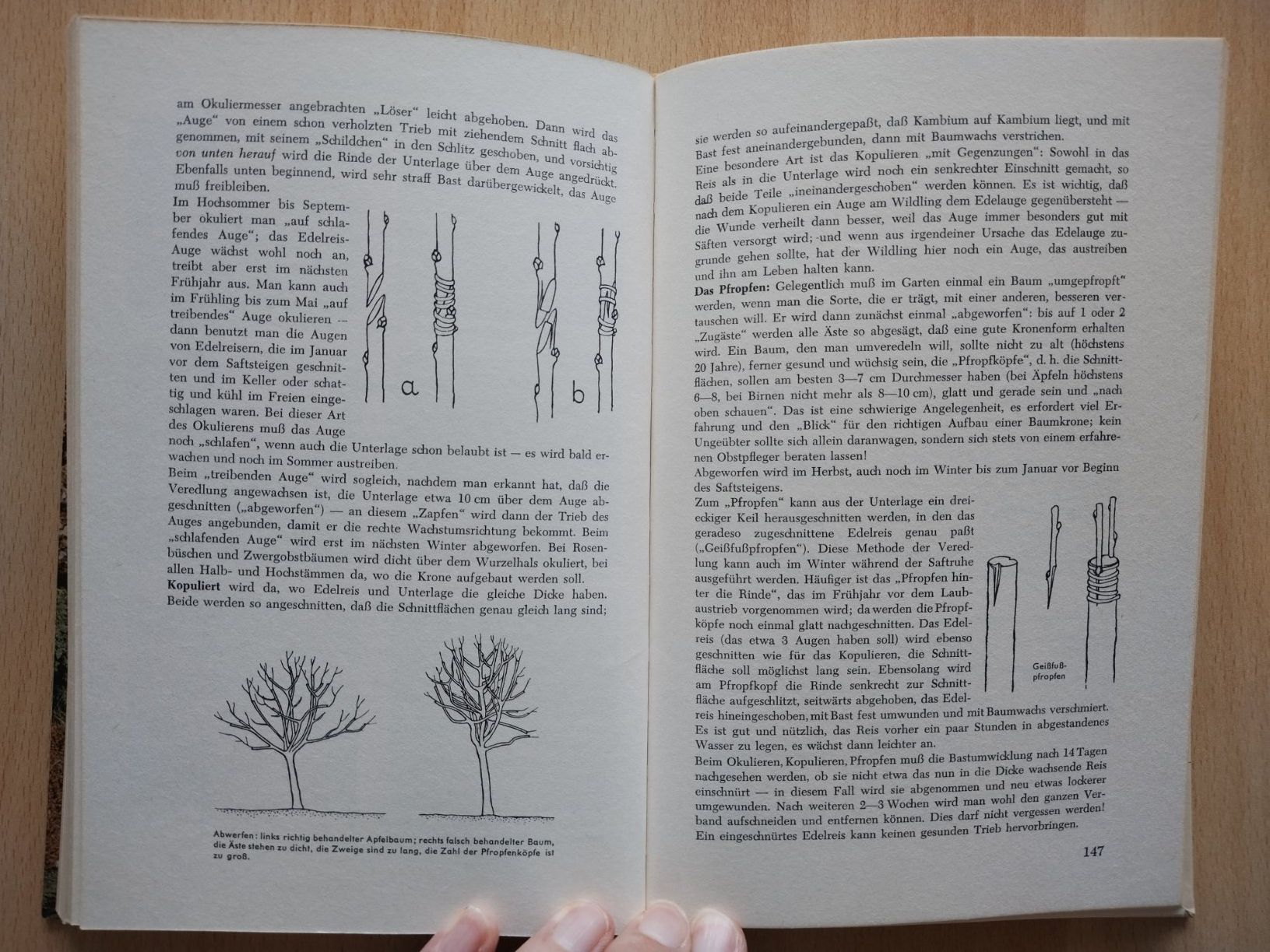 Libri: Herders Gartenbuch – Usato da Jona venduto da Argus36 6