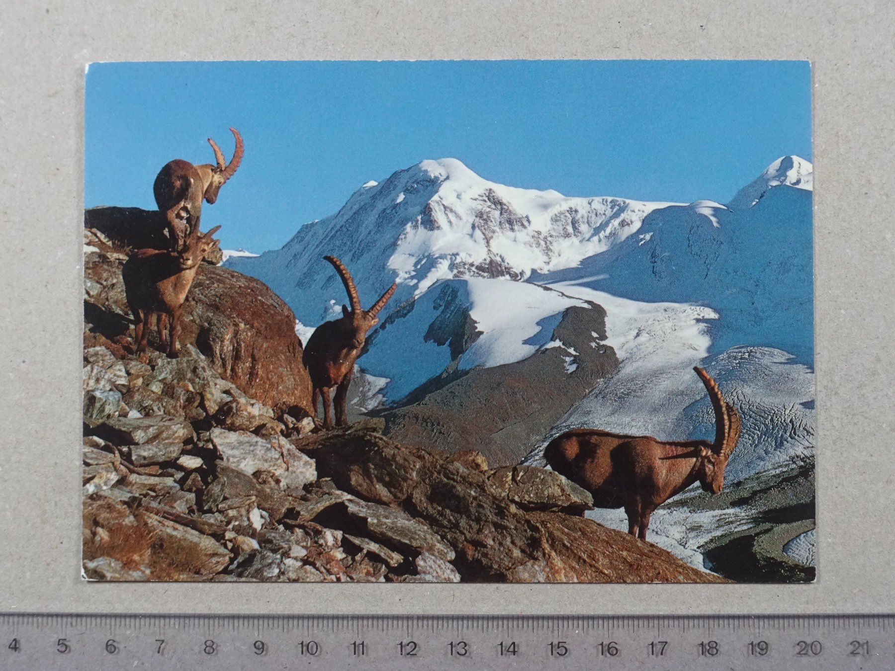 Cartes postales: Liskamm, Steinböcke, 1977, Poststempel BINN – D'occasion à Lenzburg par fh1