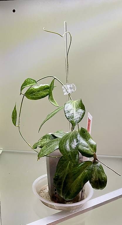 Piante & sementi: Hoya fitchii , orange – Nuovo e nell'imballaggio originale da Schönholzerswilen venduto da Leavylounge 1