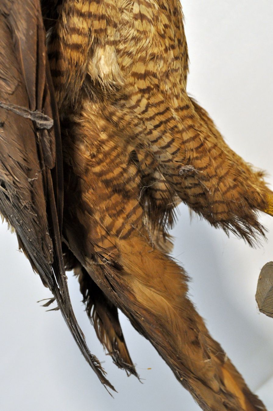 Il mondo degli animali: Rapace naturalisé – Usato da Neuchâtel venduto da Neuchatel 6