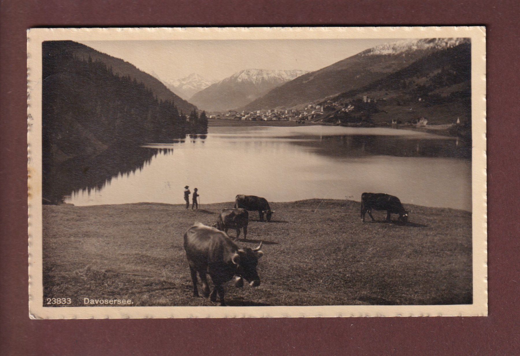 Ansichtskarten: DAVOS - Davosersee - Kühe – Gebraucht aus Pully von nicecards