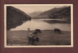DAVOS - Davosersee - Kühe