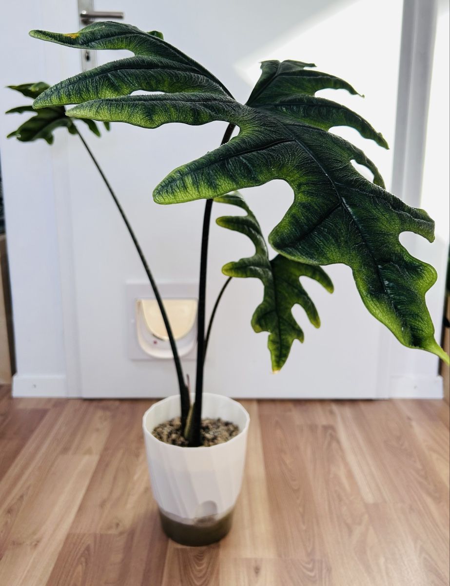Piante & sementi: Alocasia Sulawesi Jacklyn  – Nuovo (secondo la descrizione) da Scherzingen venduto da Elefantenohr.ch