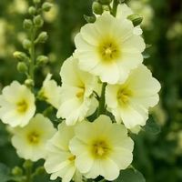 Gelbe Stockrose - Alcea rugosa - 40 Samen