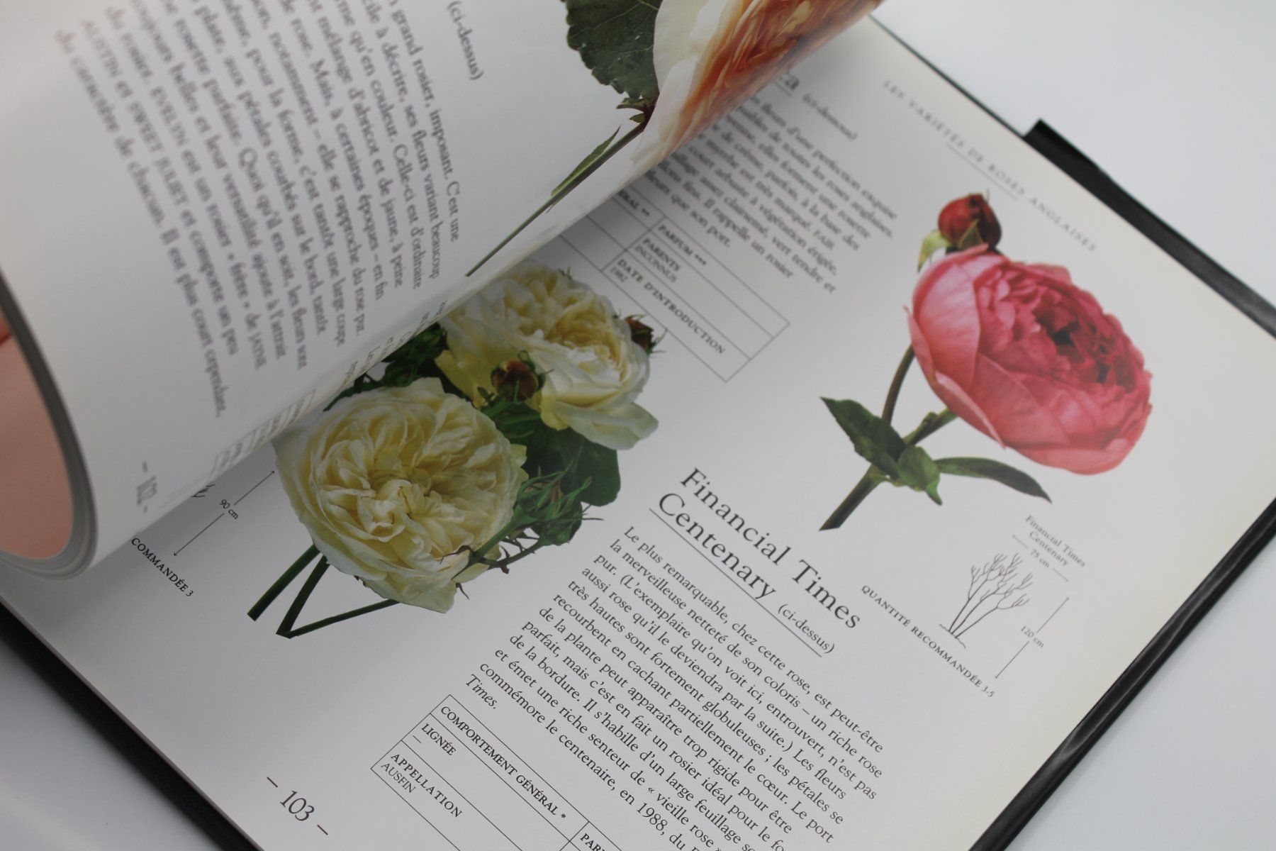 Bücher: Les Roses Anglaises – David Austin – Gebraucht aus Lachen SZ von ratata 3