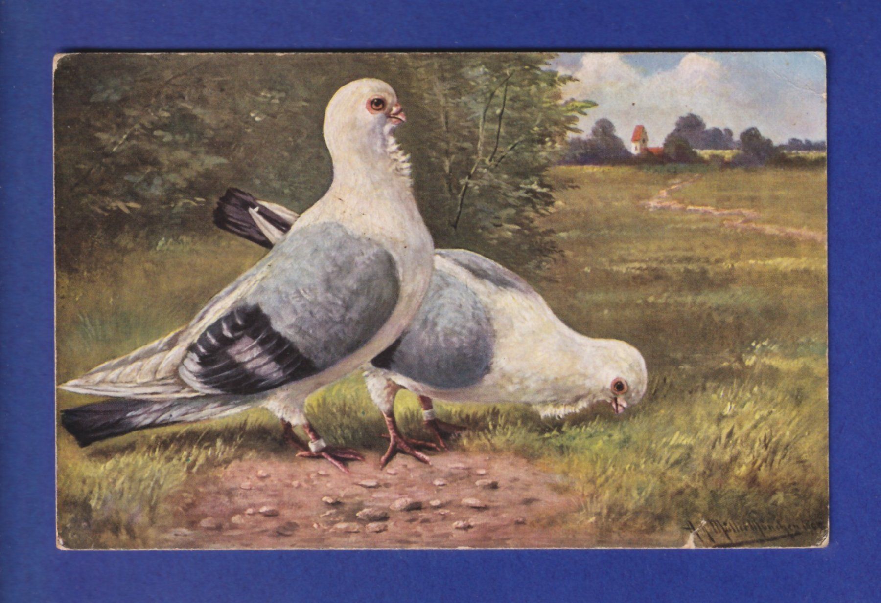 Cartes postales: OISEAU - Pigeons // pli d'angle // – D'occasion à Pully par nicecards-shop