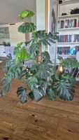 Monstera Deliciosa Zimmerpflanze