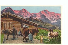 Alp, Kühe Hirten, hinter der Hütte: Eiger Mönch  Jungfrau