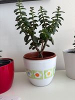 🌿 Geldbaum/Pfennigbaum im Topf - Glücksbringer Zimmerpfl...