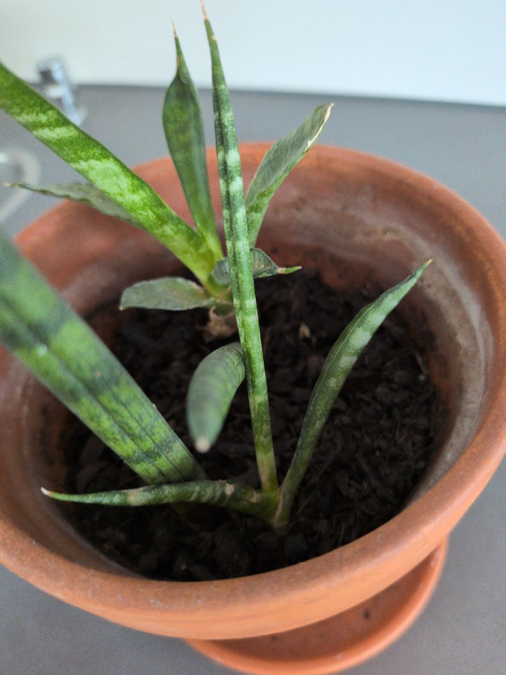 Piante & sementi: Sansevieria Bogenhanf – Usato da Thalwil venduto da moving_sell_26 1