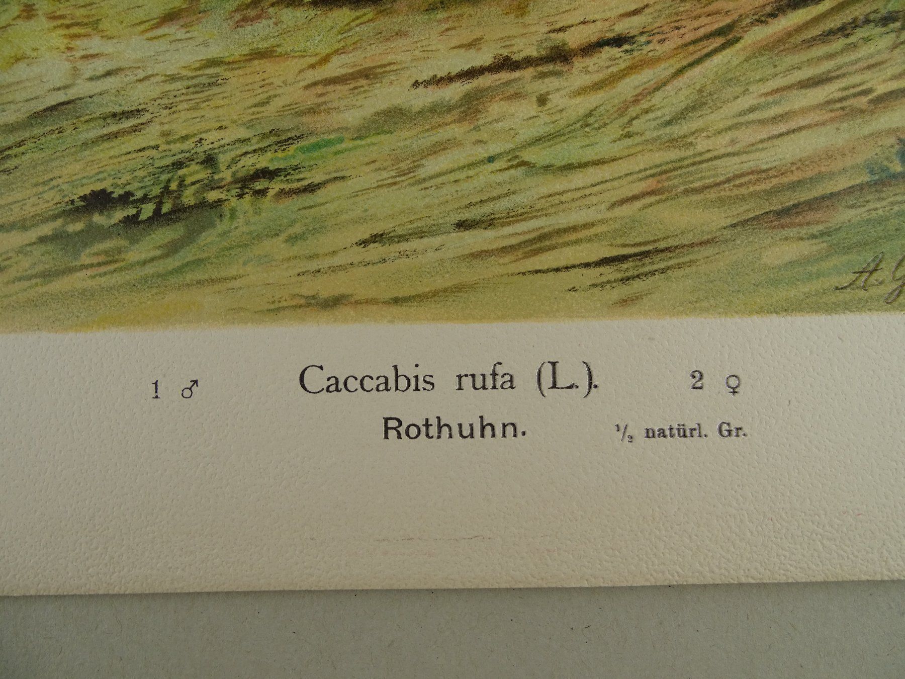 Grafica & Litografie: ROTHUHN, CHROMOLITHOGRAPHIE UM 1900 – Usato da Grüningen venduto da Kartensammler 6