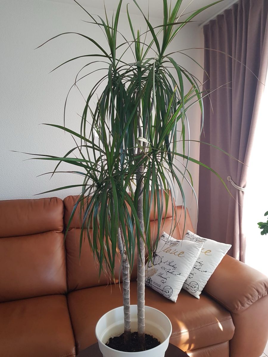 Piante & sementi: Dracaena Marginata Zimmerpflanze – Usato da Stein AG venduto da Anastasia_Asya