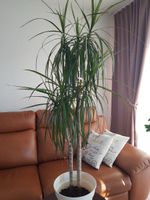 Dracaena Marginata Zimmerpflanze